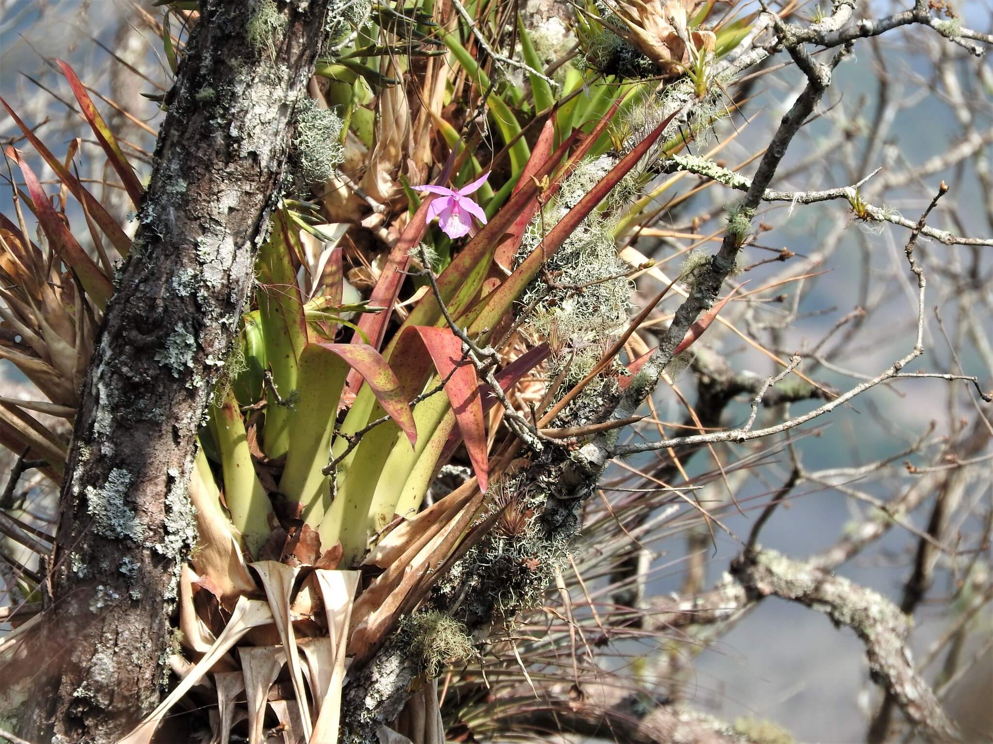 Barkeria spectabilis